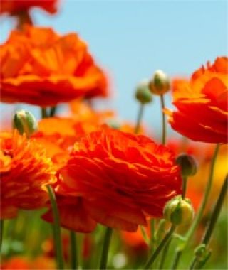 Ranunculus Salmon Shades