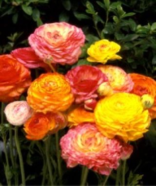 The Ranunculus Sunset Mixture