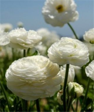 Ranunculus White Shades