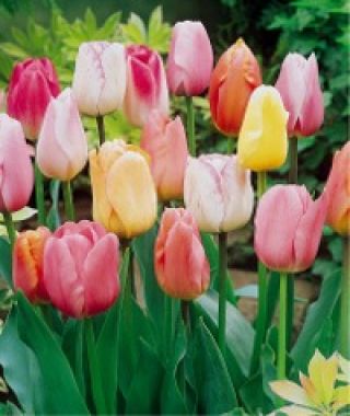 The Single Late Pastel Tulip Mixture