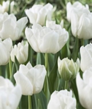 Tulip Mondial