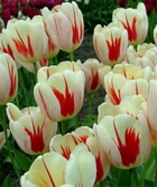 Tulip Burning Heart