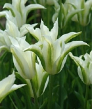 Tulip Green Star