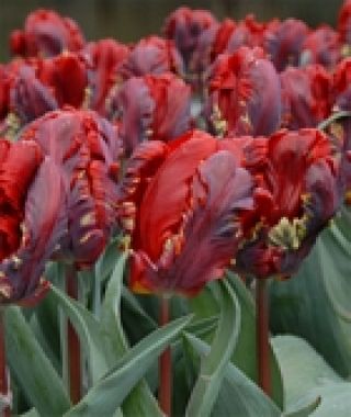 Tulip Rococo