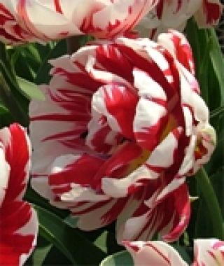 Tulip Carnival de Nice