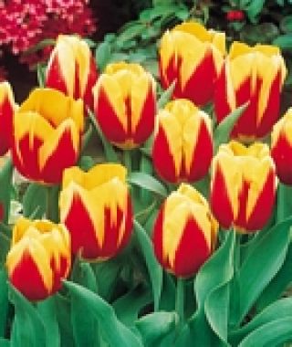 Tulip Keizerskroon