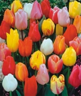 The Finest Single Tulip Mixture