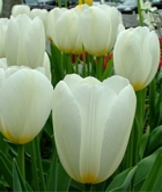 Tulip Francoise