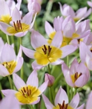 Tulipa saxatilis