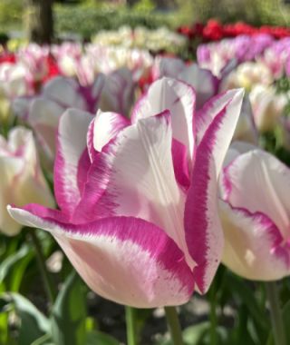 Triumph Tulip Affaire 