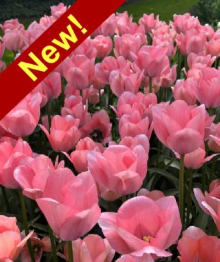 Giant Darwin Hybrid Tulip Bella Blush