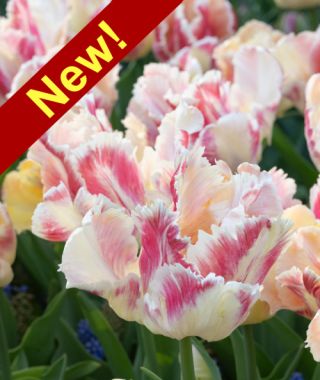 Parrot Tulip Blushing Parrot