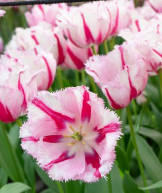 Fringed Tulip Burning Fire