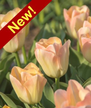 Giant Darwin Hybrid Tulip Canary Melon