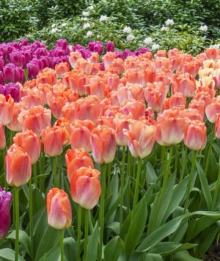 Giant Darwin Hybrid Tulip Coral Pride