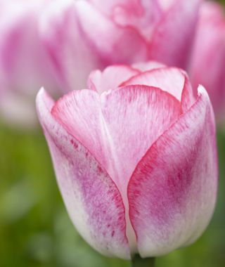 Triumph Tulip Hugs & Kisses