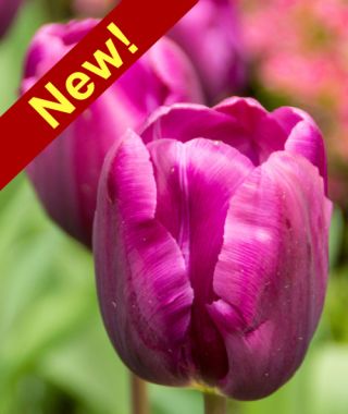 Triumph Tulip Purple Cloud