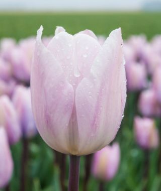 Triumph Tulip Silver Cloud