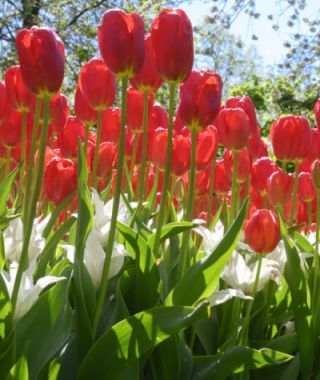 Single Late Tulip Sky High Scarlet