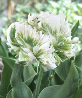 Parrot Tulip Super Parrot