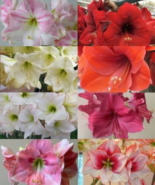 The Royal Dutch Single Amaryllis Mixture