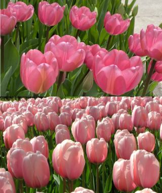 The Two-Tone Pink Tulip Special