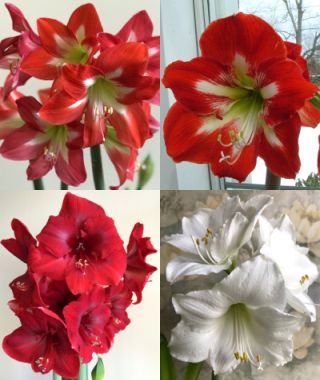 The Classic Christmas Amaryllis Special