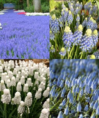 The Muscari armeniacum Sampler