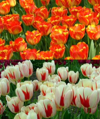 The Mesmerizing Tulip Special