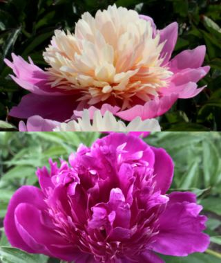 The Purple & Pink Peonies-for-Pennies Special