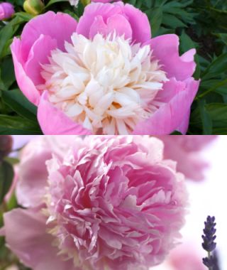 The Peonies-for-Pennies Bouquet Special 