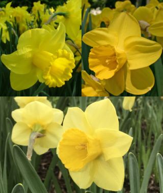 The Shades-of-Gold Narcissus Special