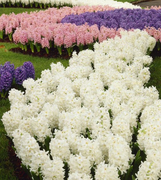 Hyacinthus orientalis Carnegie | Van Engelen Wholesale Flower Bulbs