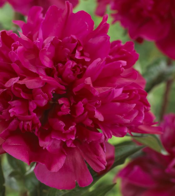 Peony Big Ben | Van Engelen Wholesale Flower Bulbs