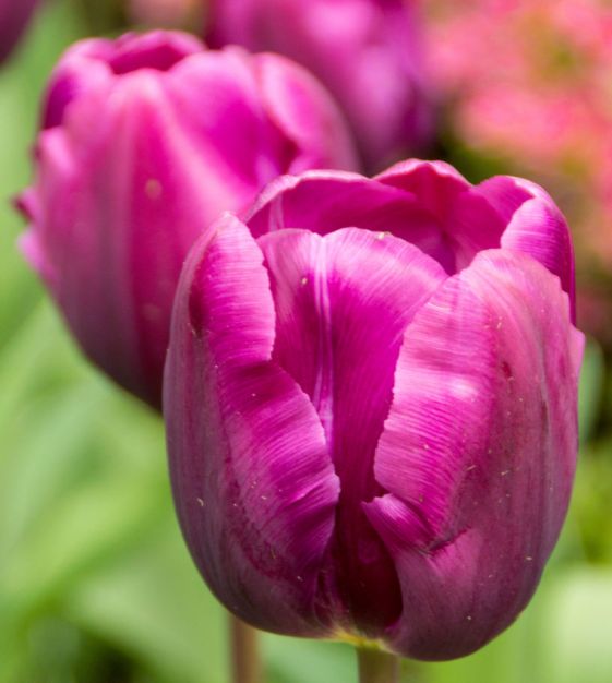 Tulip Purple Cloud | Van Engelen Wholesale Flower Bulbs