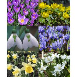 Collection R: The Early Bird Garden | Van Engelen Wholesale Flower Bulbs