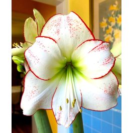 Amaryllis Picasso | Van Engelen Wholesale Flower Bulbs