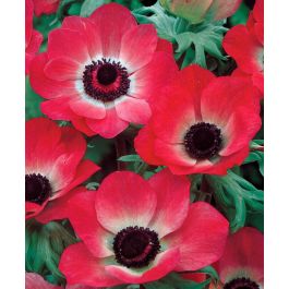 red anemone flower