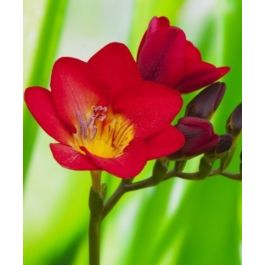 Freesia Red Baron (Single)