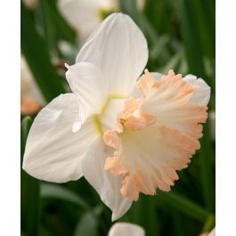 British Gamble Giant Daffodil