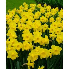 King Alfred - Daffodil Bulbs (Trumpet), Flower Bulbs