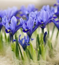 Iris reticulata Frozen Planet  Van Engelen Wholesale Flower Bulbs