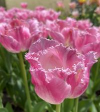 Fancy Frills Tulip  Van Engelen Wholesale Flower Bulbs