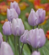Triumph Tulip Silver Cloud | Van Engelen Wholesale Flower Bulbs