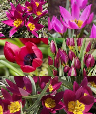Tulipa humilis Mixture