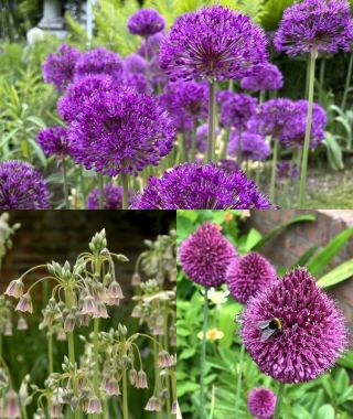 The Bee-Loved Naturalizing Allium Special