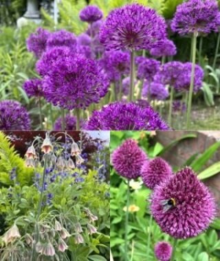 The Bee-Loved Naturalizing Allium Special