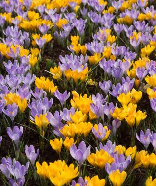 The Gold and Lavender Crocus Special 