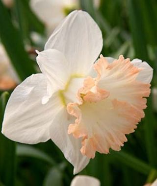 Trumpet Daffodil Elka  Van Engelen Wholesale Flower Bulbs