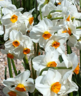 Landscape-Sized Narcissus Geranium 